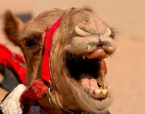 Посмішка верблюда