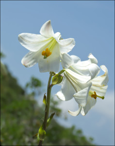 Lilium candidum, Wadi Kelach, Mount Carmel, Israel 