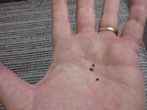 Зерно гірчиці з Віфлеєму