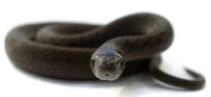 post прощена-10