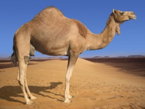 Арабський верблюд